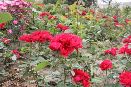 月季花