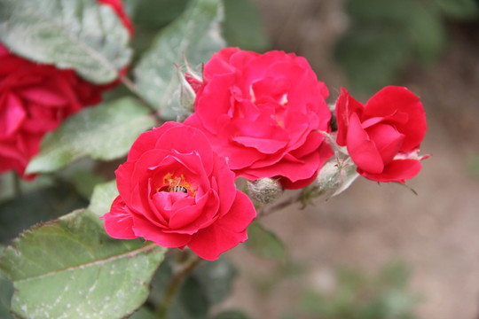 月季花開