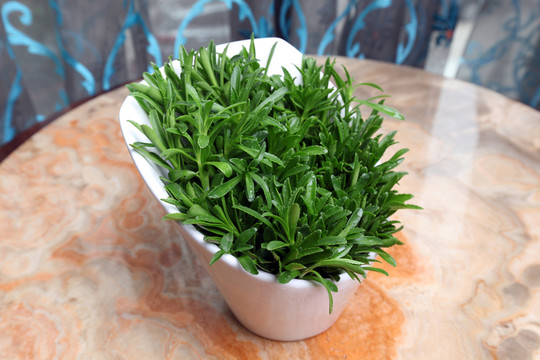 養(yǎng)心菜