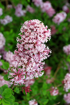 丁香花