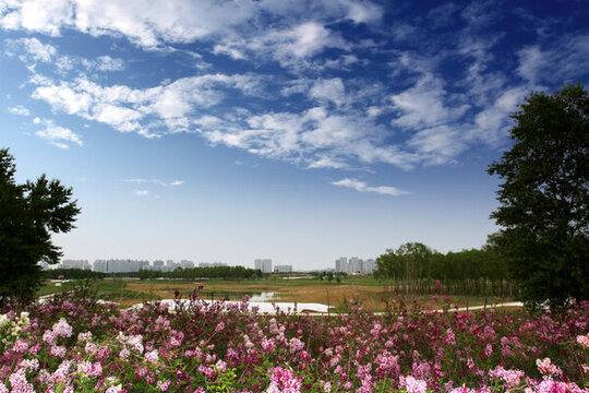 丁香花 高爾夫球場(chǎng)