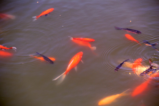 魚群