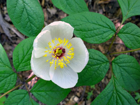 芍藥花