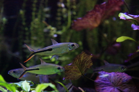 熱帶魚