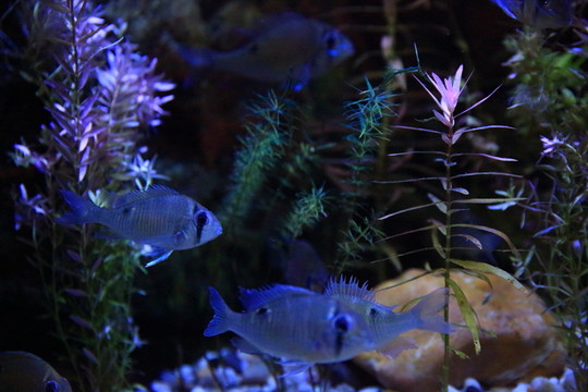 熱帶魚