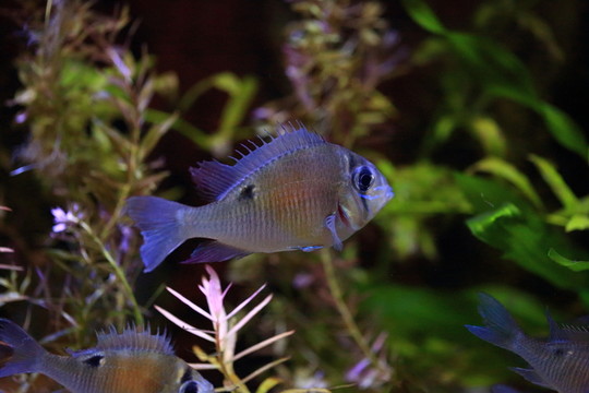 熱帶魚