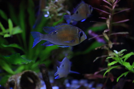 熱帶魚