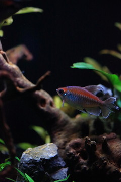 熱帶魚