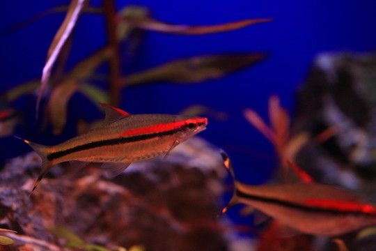 熱帶魚