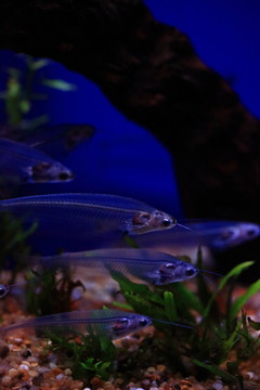 熱帶魚