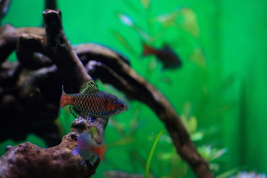 熱帶魚
