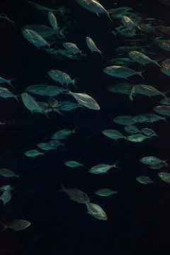 熱帶魚