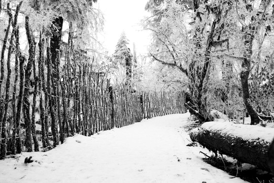 雪景