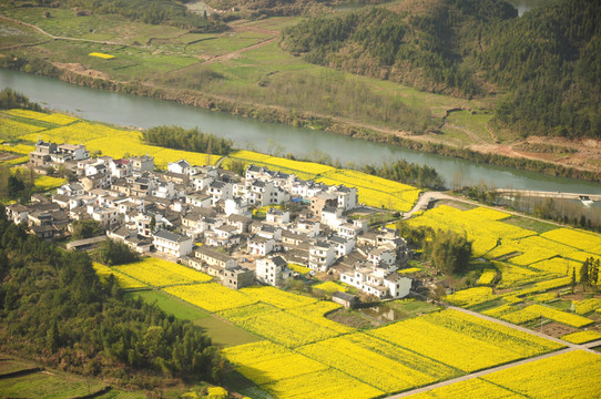 安徽黃山歙縣霞坑鎮(zhèn)石潭油菜花
