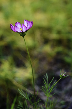 小花