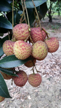 荔枝