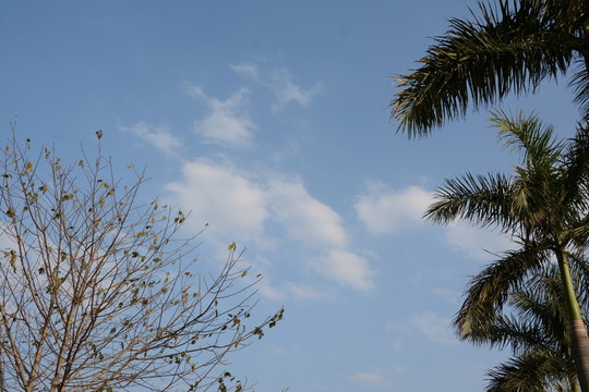 蕉林