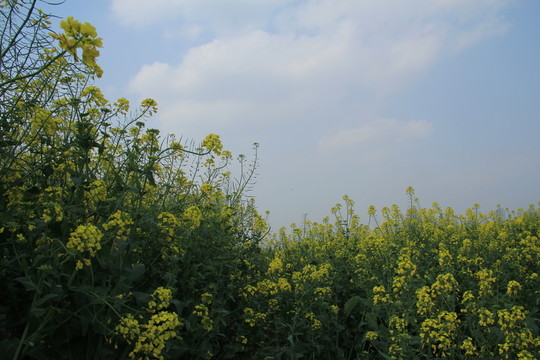 長(zhǎng)沙湘江風(fēng)光帶油菜花