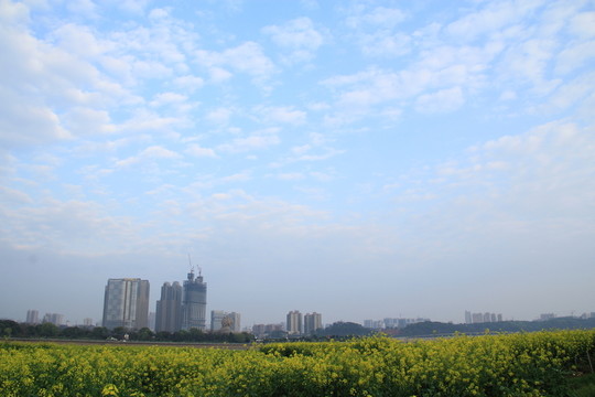 長沙湘江風光帶油菜花