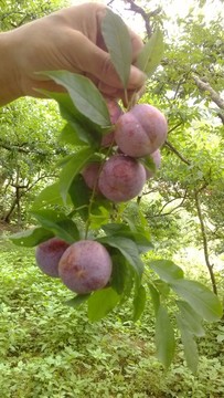 錢排三華李