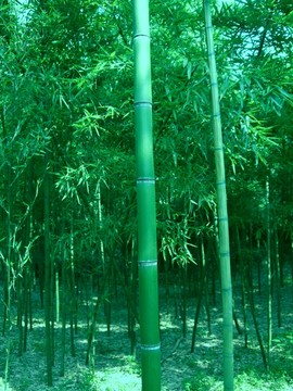 竹