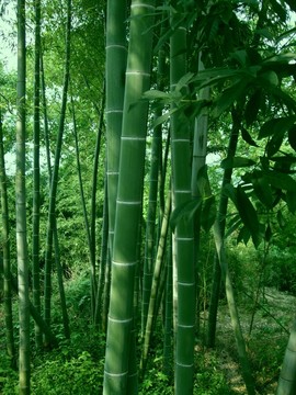 竹