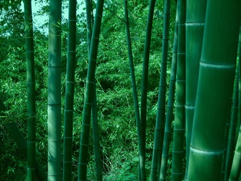 竹