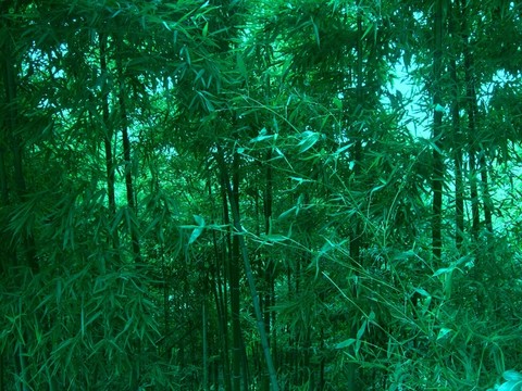 竹