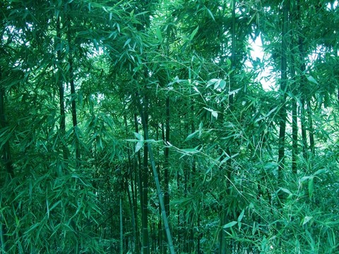 竹