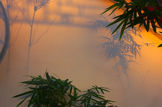 竹韻 竹影 竹