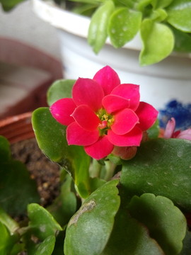 長壽花