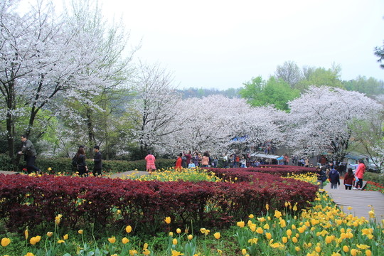湖南省植物園櫻花節(jié)賞櫻游客爆滿