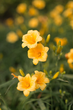 黃花萱草