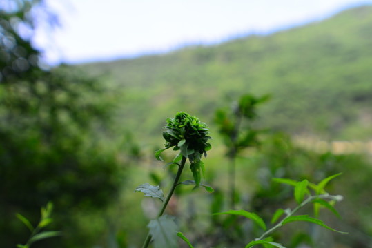 虛幻背景植物