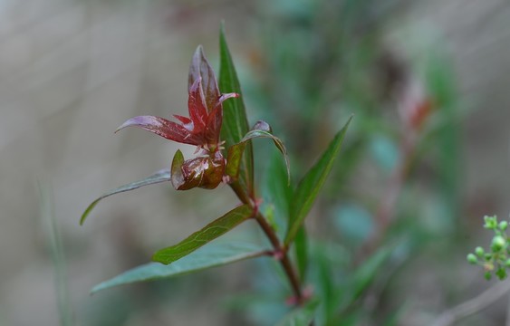 植物特寫