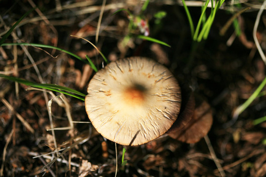 野生蘑菇