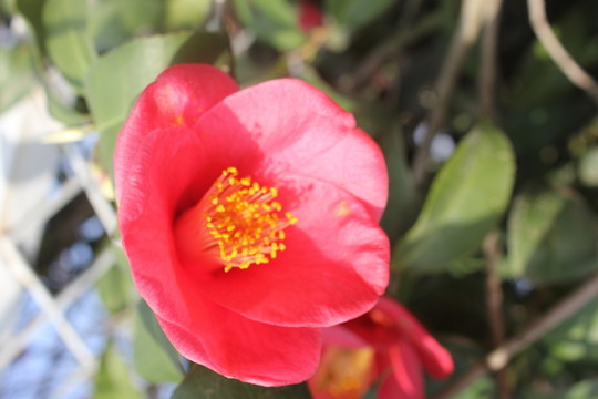 茶花