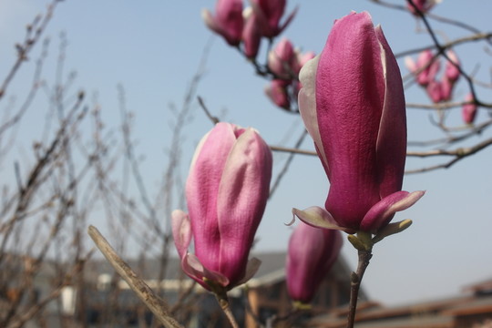 喇叭花