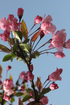 梅花
