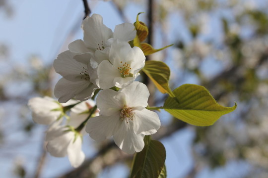 菊花