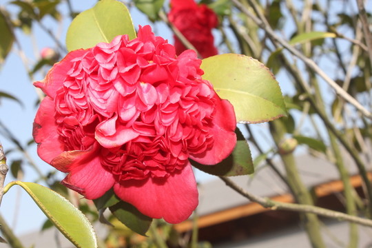 茶花