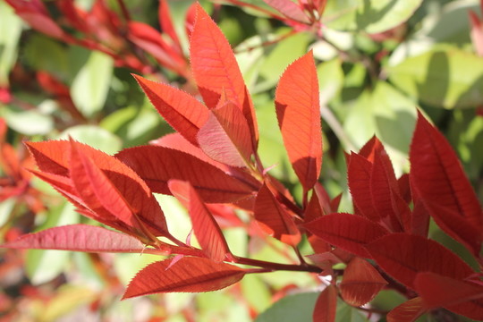 紅葉