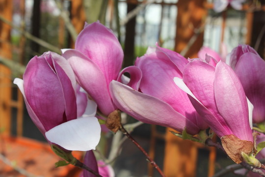 玉蘭花