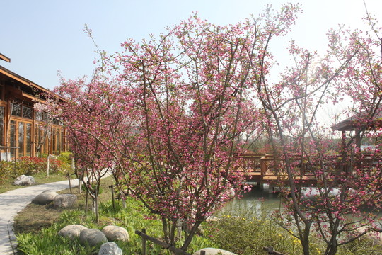 海棠花