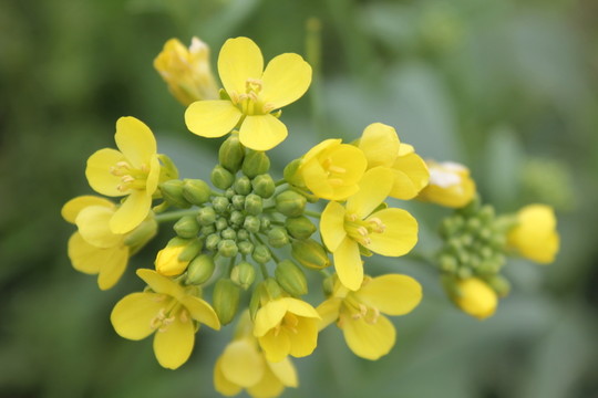油菜花