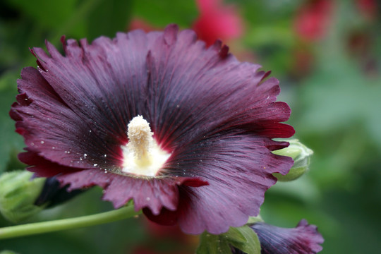 蜀葵花