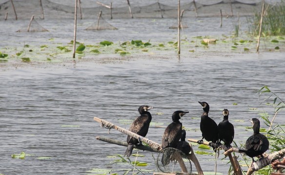 鸕鶿 水鳥(niǎo) 湖水 飛禽 鳥(niǎo)類(lèi)