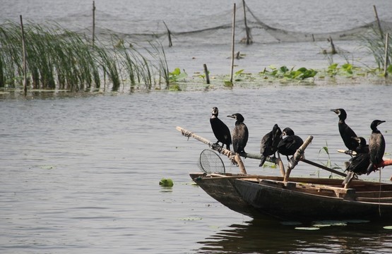 鸕鶿 魚鷹 捕魚 水鳥 水禽