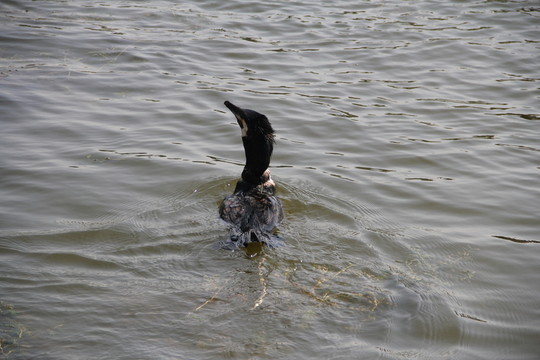 魚鷹 鸕鶿 捕魚 水鳥 漁船