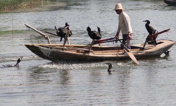 湖水 鸕鶿 捕魚 小船 魚鷹